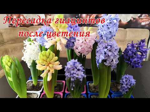 Гиацинт Пересадка После Покупки В Магазине Гиацинт Пересадка После Покупки В Магазине